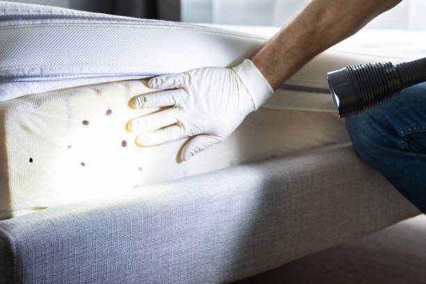 Best Affordable Pest Control Services  in Wilburton, OK