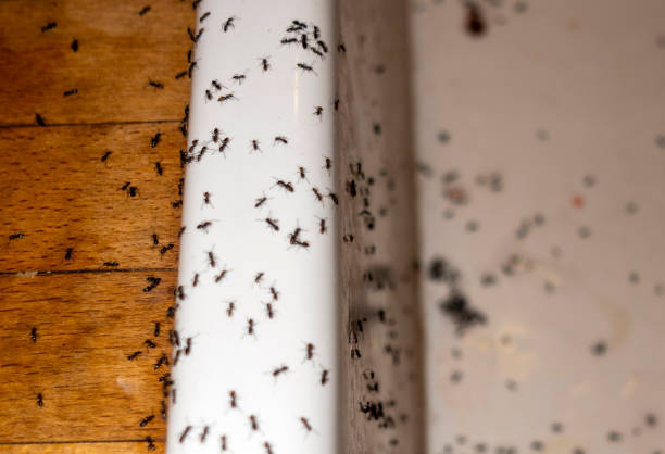 Best Pest Inspection Near Me  in Wilburton, OK