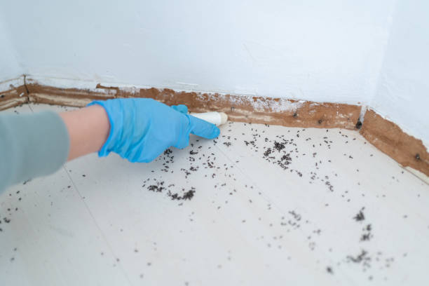 Best Termite Control Services  in Wilburton, OK